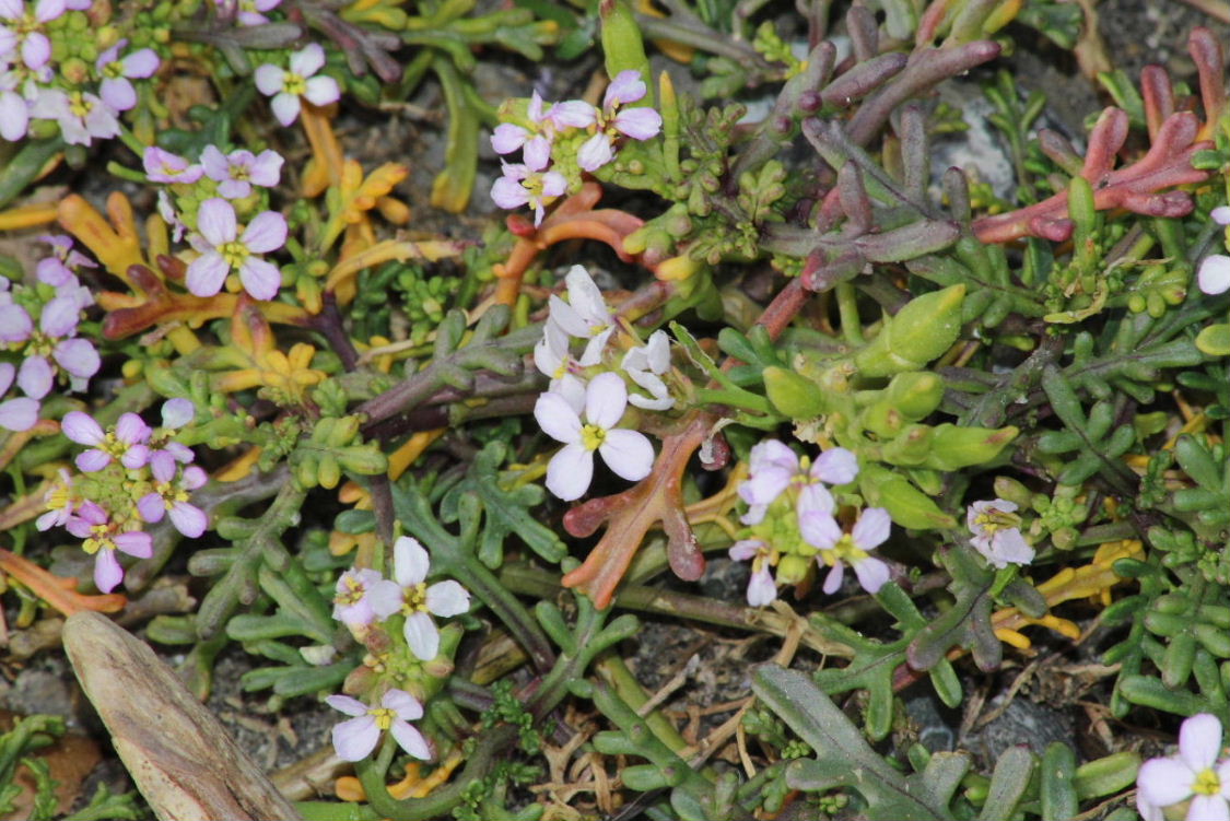 Cakile maritima / Ravastrello